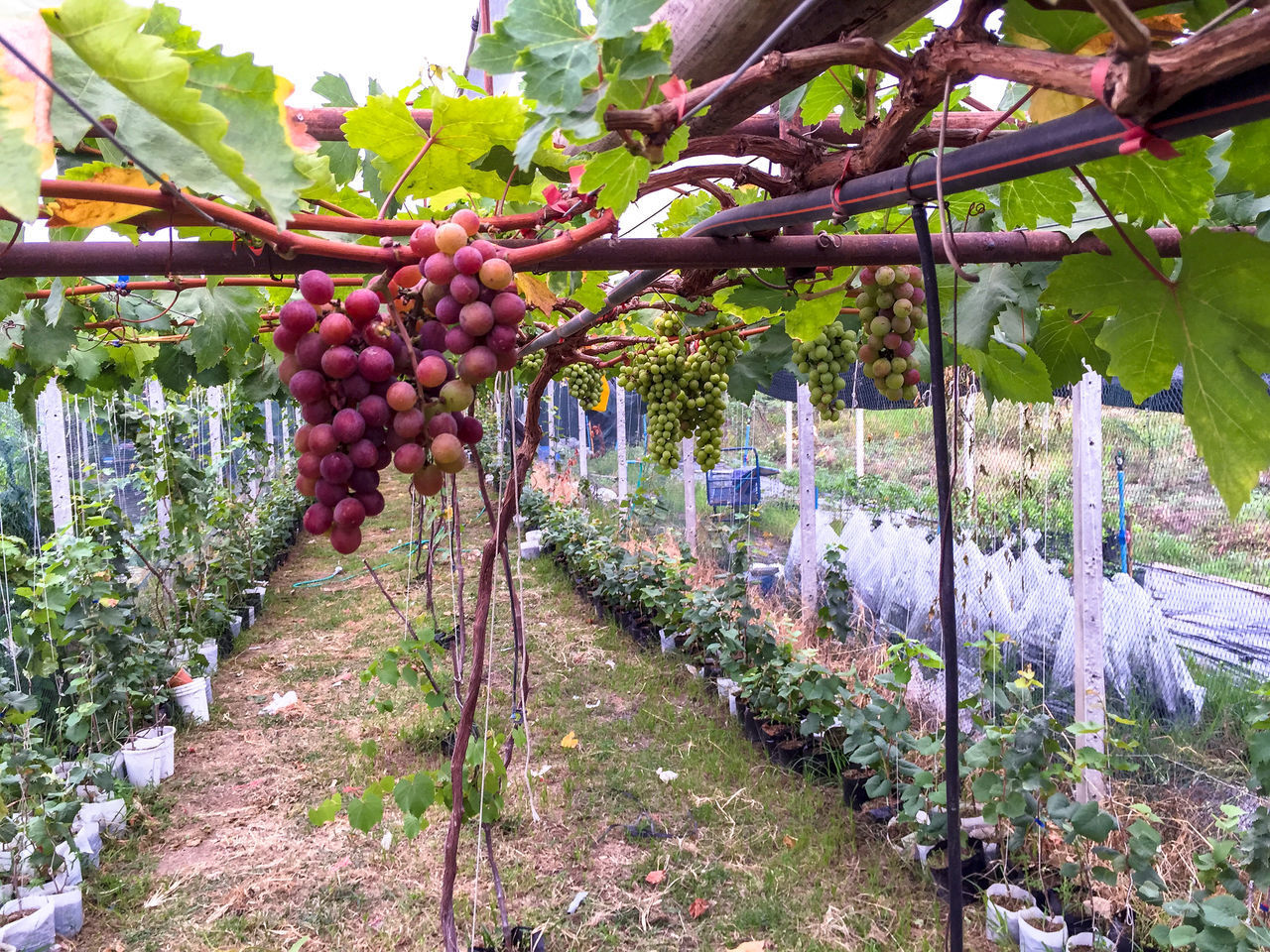 VIEW OF FRUITS GROWING ON TREE