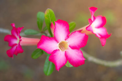 Close-up of pink flowering plant