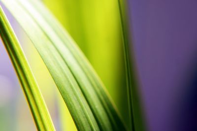 Close-up of green leaf