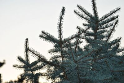 Low angle view of plants against clear sky