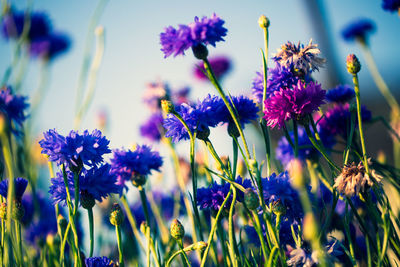 Close-up of purple flowering plants on field