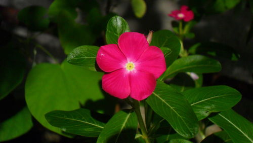 Close-up of pink cosmos blooming outdoors