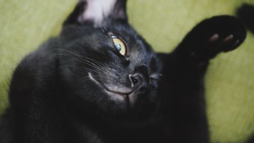 Close-up portrait of a cat