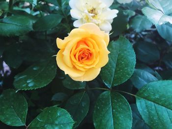 Close-up of rose plant