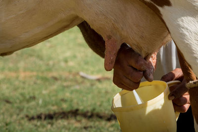 Midsection of man milking a cow