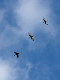 Low angle view of birds flying against sky