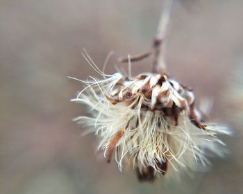 Close-up of flower against blurred background