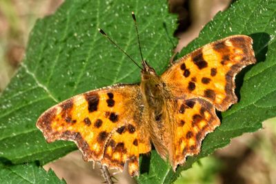 Close-up of butterfly on leaf
