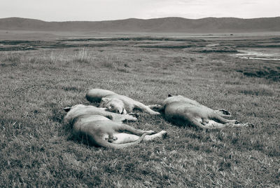 Lioness lying on grassy field