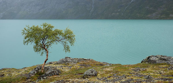 Tree on rock by sea