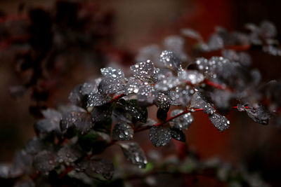 Close-up of frozen plant during winter