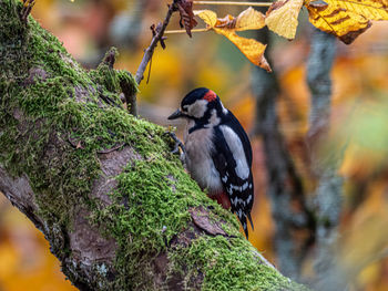 Close-up of bird perching on rock