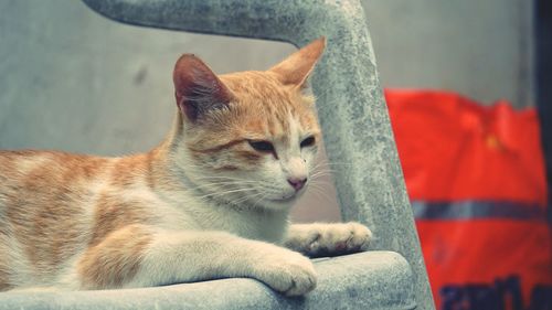 Close-up of a cat resting on seat
