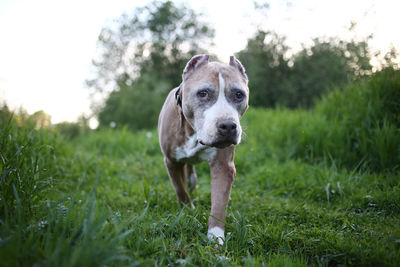 Portrait of dog on field