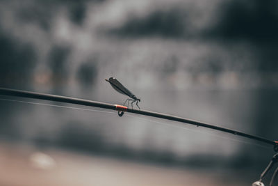 Close-up of bird perching on cable