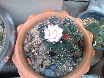 High angle view of potted plant