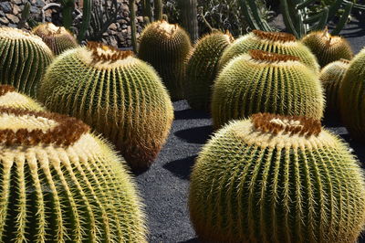 Close-up of cactus growing on field