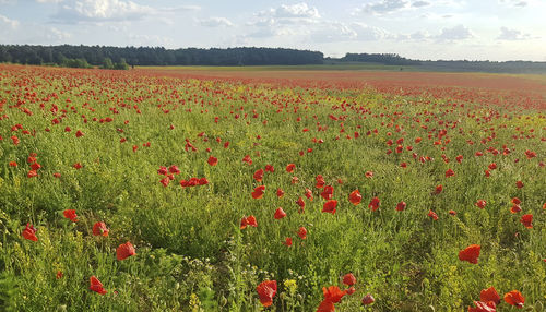 Scenic view of poppy field against sky