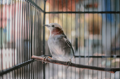 Close-up of bird in cage