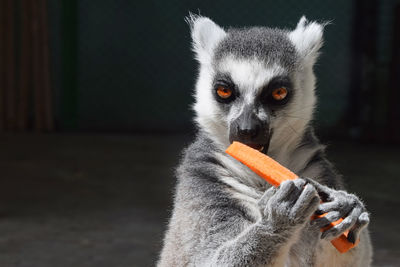 Close-up portrait of lemur eating carrot in zoo