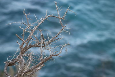 Close-up of snow on tree branch against sea