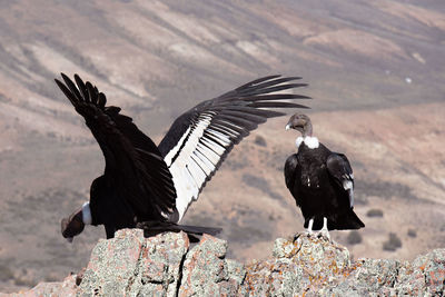 View of birds on rock