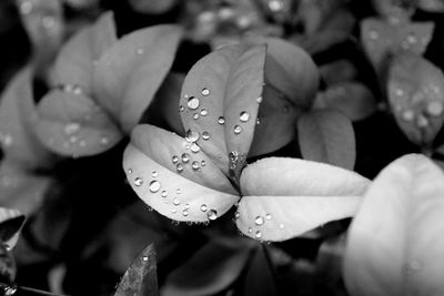 Close-up of water drops on fresh pink flowers