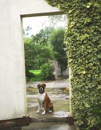 Portrait of a dog sitting on plant