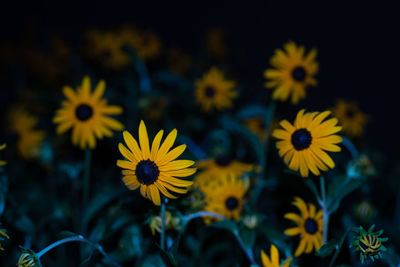 Close-up of yellow flowering plants on field