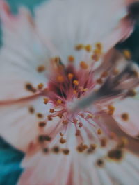 Close-up of white flower