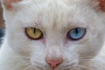 Close-up portrait of cat