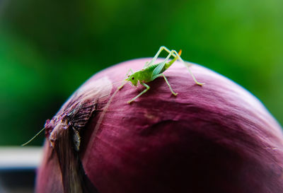 Close-up of insect on flower