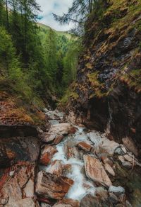 Scenic view of river amidst trees in forest