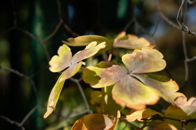 Close-up of flowering plant