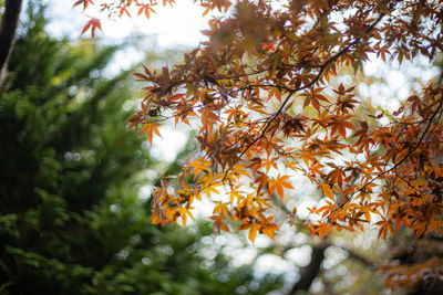 Close-up of tree