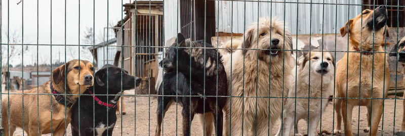 Dog in animal shelter waiting for adoption. dog behind the fences. canine behind bars. 