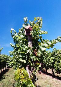 Flowering plants and trees on field against blue sky