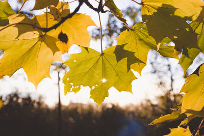 Close-up of fresh green leaves against sky