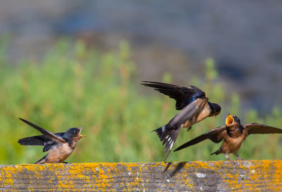 Close-up of bird flying over feeder