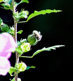 Close-up of pink flowers