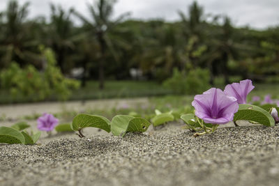 Close-up of pink flowering plant