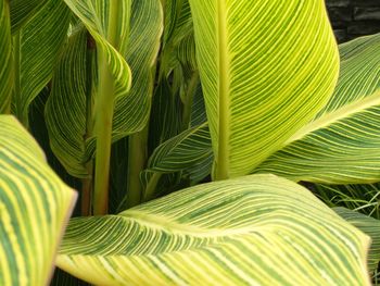 Close-up of canna leaves