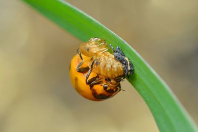 Close-up of insect and its molting skin on leaf