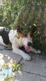 Dog by plants
