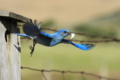 Close-up of bird perching on a fence