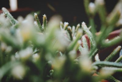 Full frame shot of plants