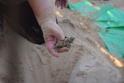 Cropped image of person holding small turtle at beach