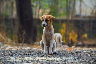 Portrait of dog on field