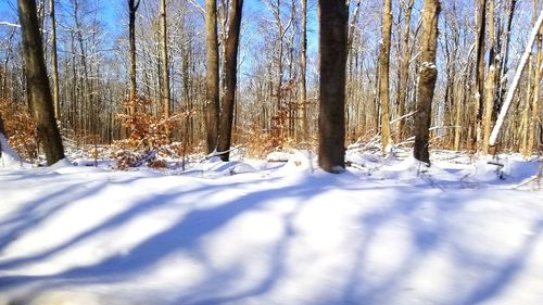 Trees in forest during winter