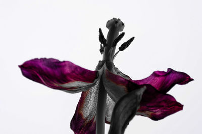 Close-up of wilted flower against white background